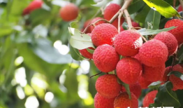 荔枝视频,探索短视频新潮流，引领潮流风向标